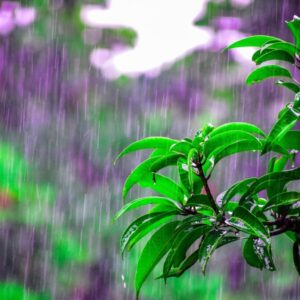 Rain Sounds, Relaxing Rain and Thunder Sounds, Sounds to sleep